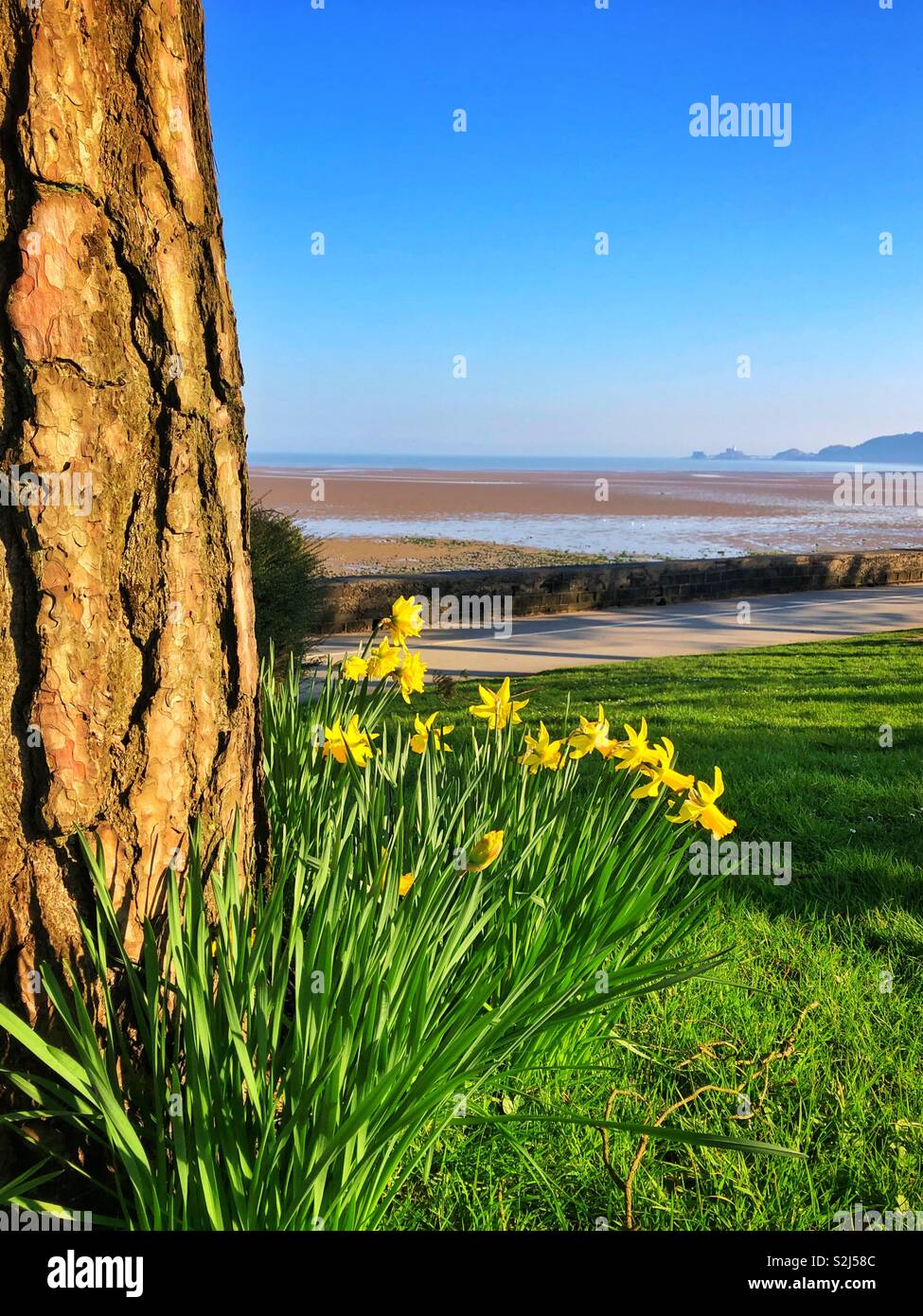 Frühling Narzissen auf Mumbles Meer über die Bucht von Swansea Richtung Mumbles Pier suchen, Ende Februar. Stockfoto