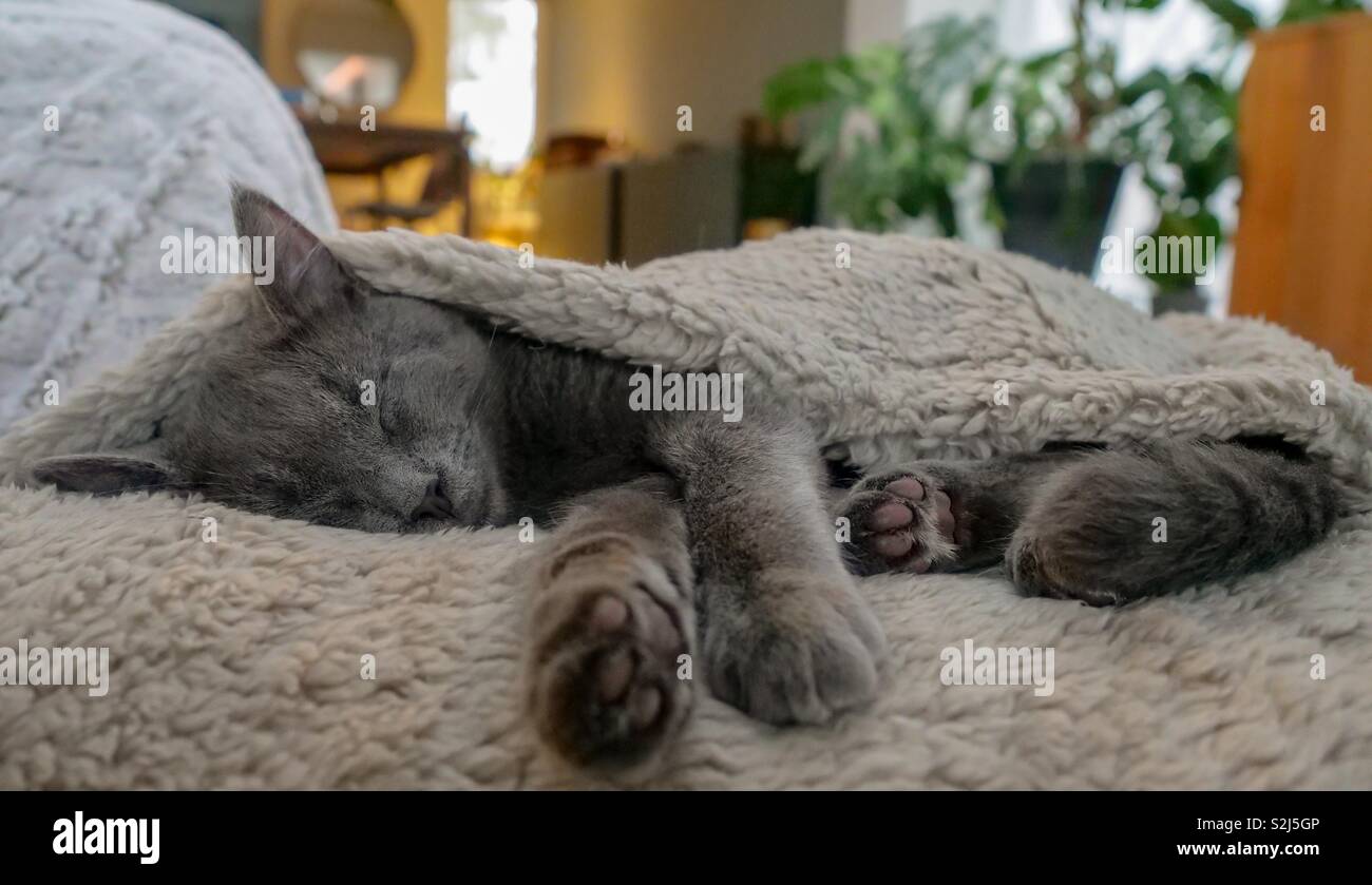 Kätzchen ein Nickerchen auf dem Sofa Stockfoto
