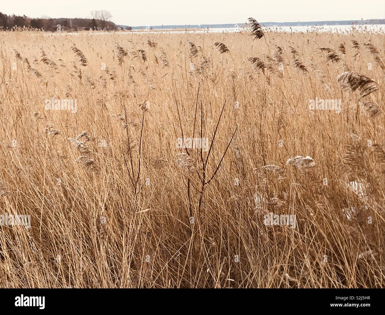 Frühling Natur in Lettland. Reed Feld am See Stockfoto