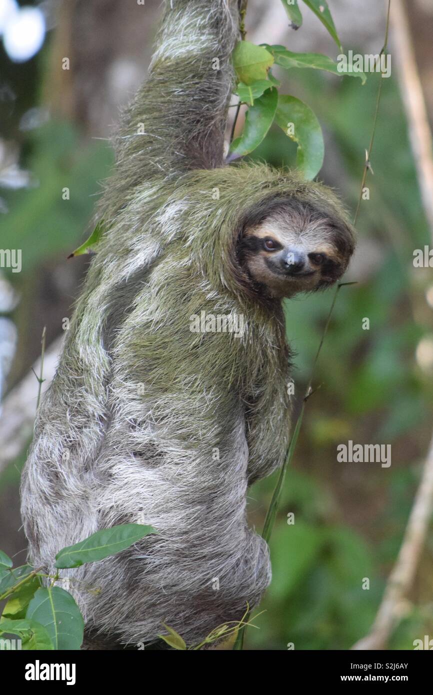 Ein drei-toed Sloth hängt heraus auf einem Zweig in Costa Rica - leuchtet die trinken Lächeln. Stockfoto