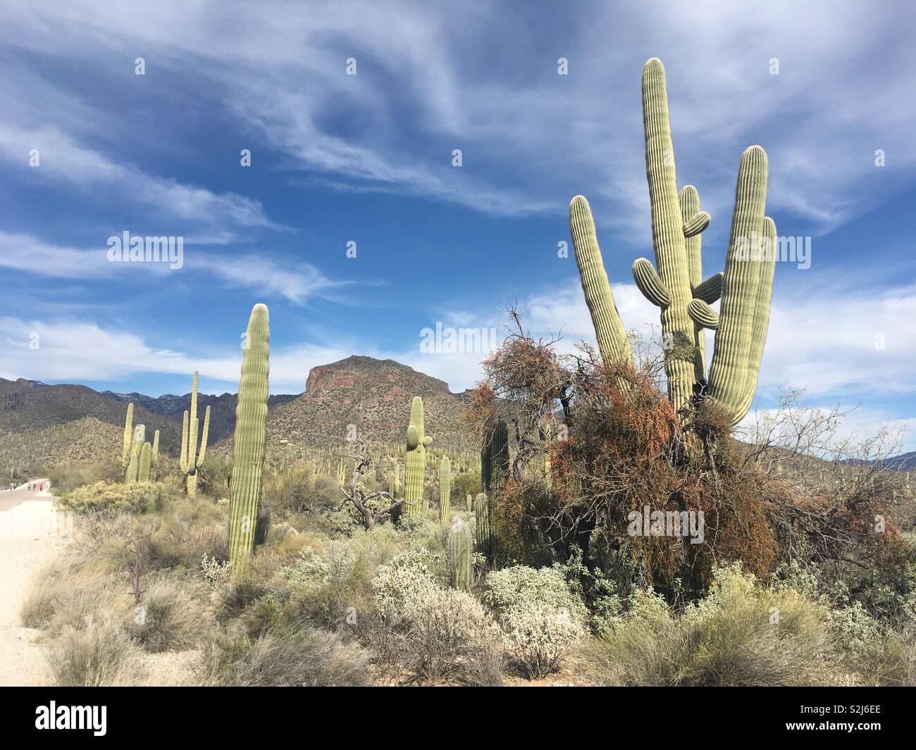 Saguaro Kakteen und Wüstenpflanzen am Sabino Canyon Erholungsgebiet in Tucson, AZ. Stockfoto