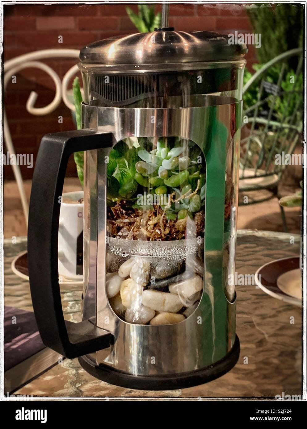 Terrarium mit Felsen und Jade Pflanzen innerhalb einer französischen Presse Kaffeemaschine. Stockfoto