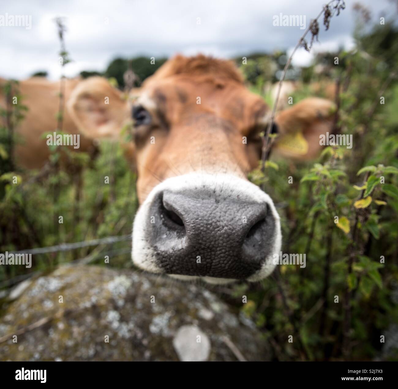 Ein Porträt der Kopf einer Milchkuh direkt in die Kamera schaut mit einer großen Nase Prominente in einem lustigen Tier Bild Stockfoto