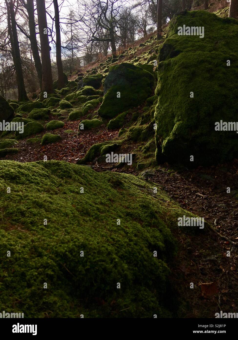 Wald mit Geröll in hellem Grün Moos bedeckt Stockfoto