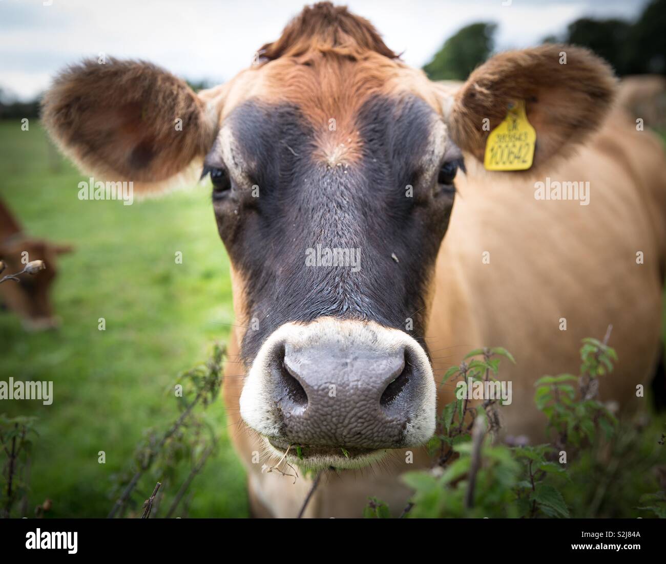 Kopf und Gesicht einer Milchkuh in einem Feld direkt in die Kamera schaut in einer Nahaufnahme, Porträt eines lustigen Tier Bild Stockfoto