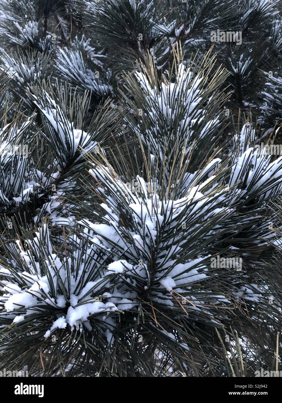 Schnee gefüllt Pine Tree nach einem frühen Morgen Schnee Sturm. Stockfoto