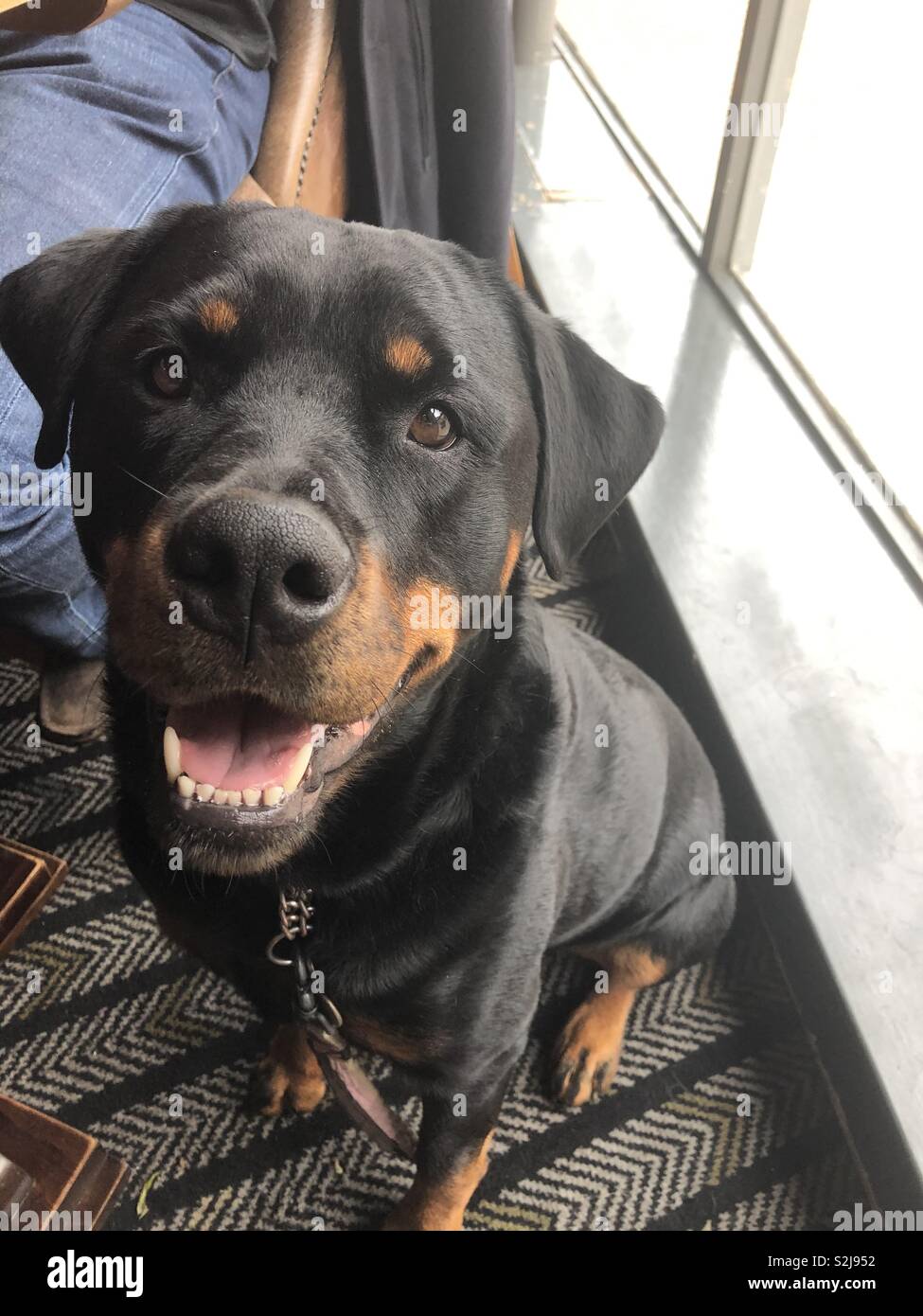 Happy rottie in mucky Pub Stockfoto