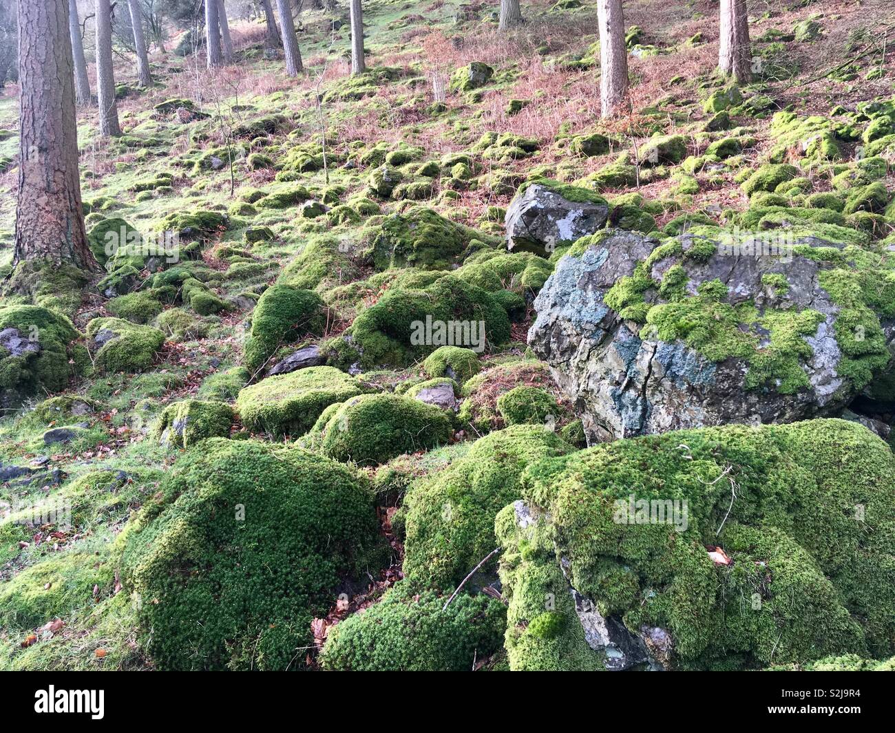 Moos bedeckt Steine in einem Pinienwald Stockfoto