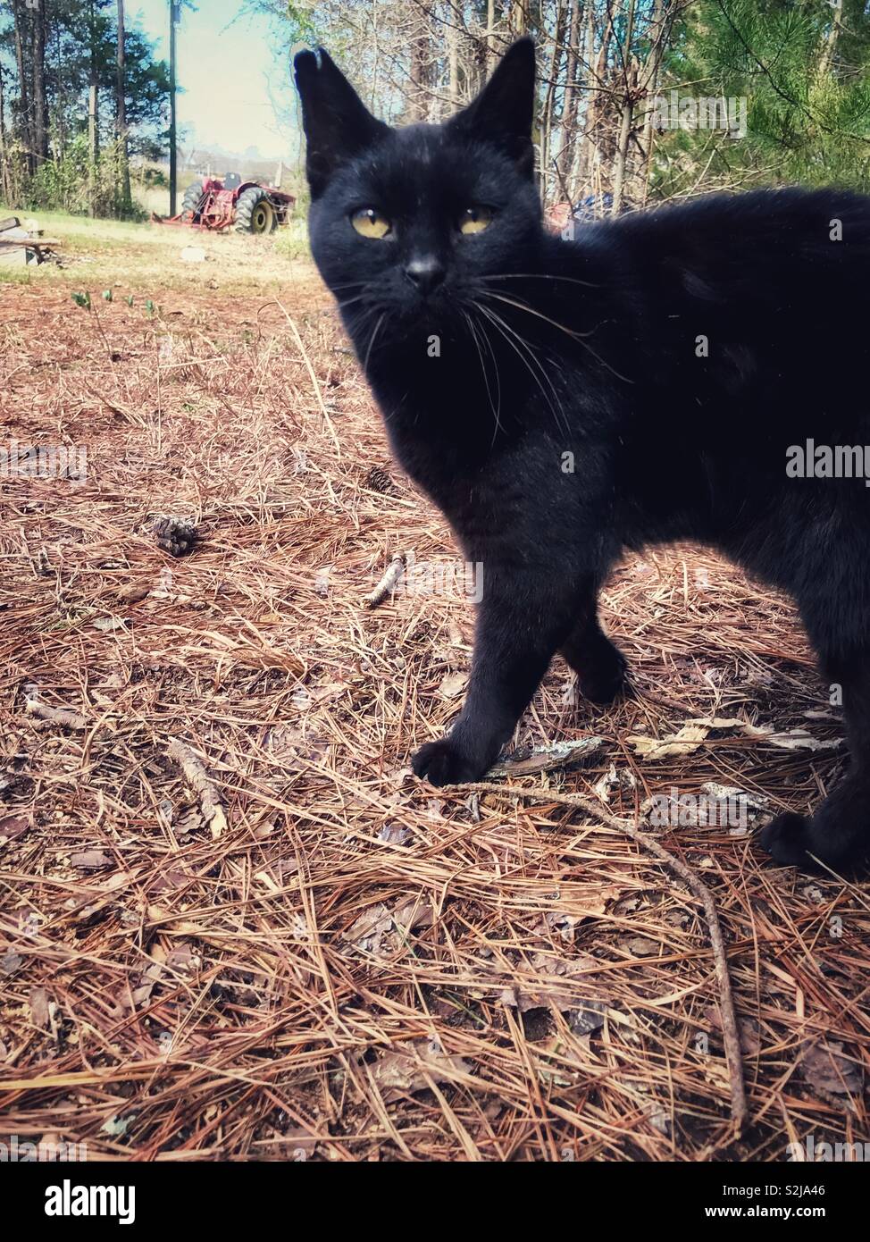 Schwarze Katze mit eingekerbten Ohr auf der Farm mit rotem Traktor im Hintergrund Stockfoto