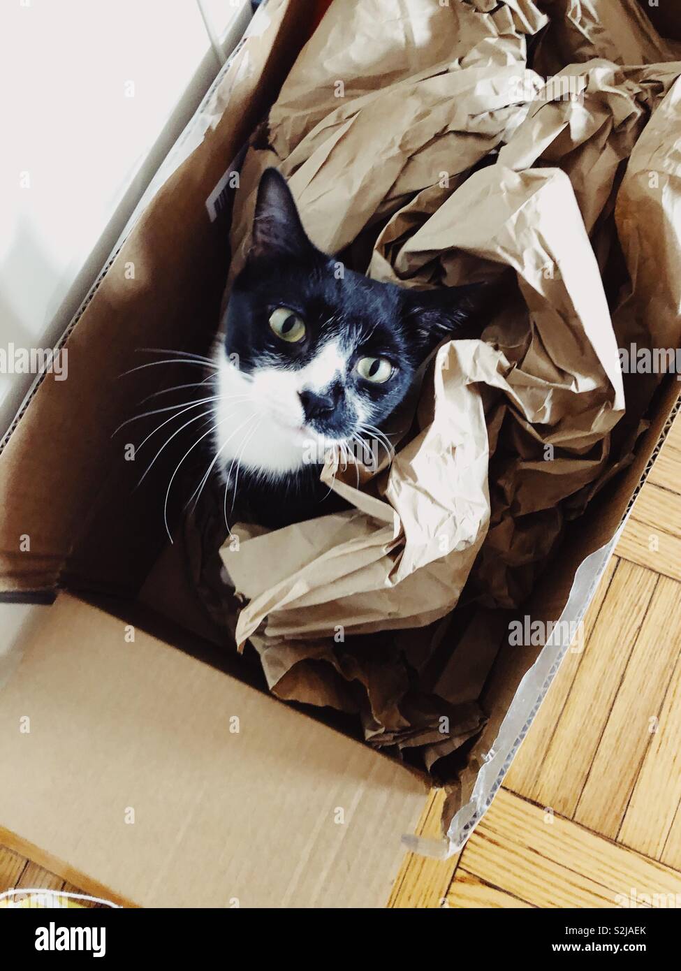 Cat genießen eine gute Box mit Verpackung - Smartphone-aufgenommenes Stockfoto