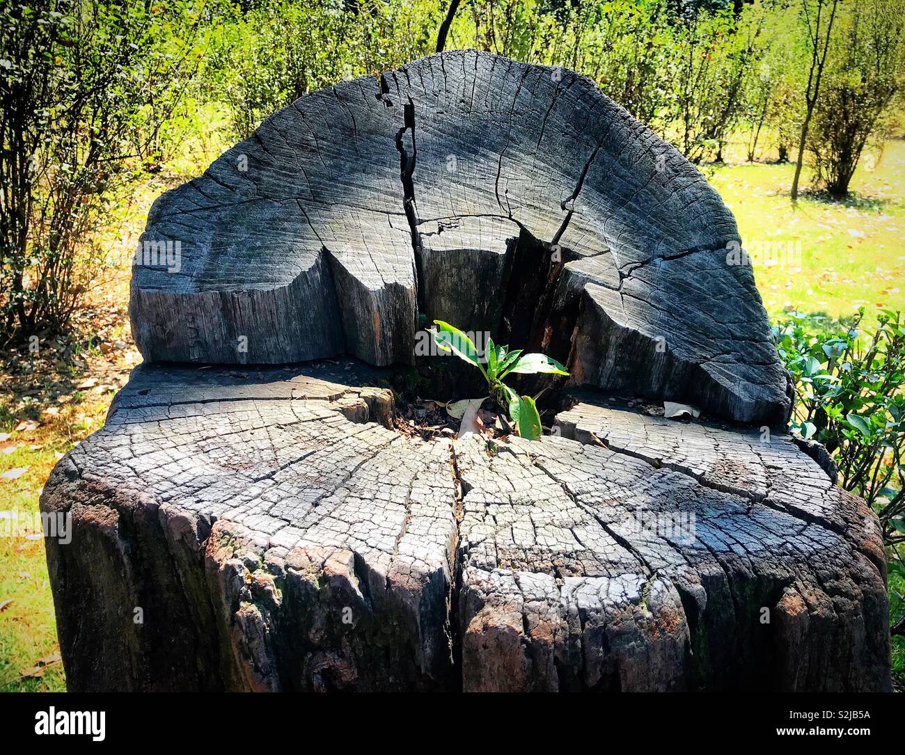 Eine Pflanze wächst in einer geschnittenen Baum in Coyoacan, Mexiko - Smartphone-aufgenommenes Stockfoto
