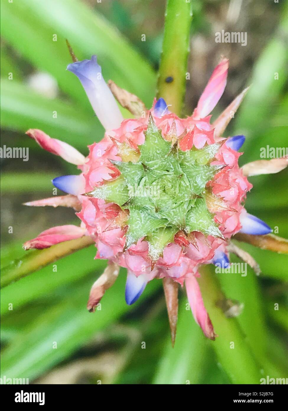 Obere Ansicht von Ananas Blume Stockfoto
