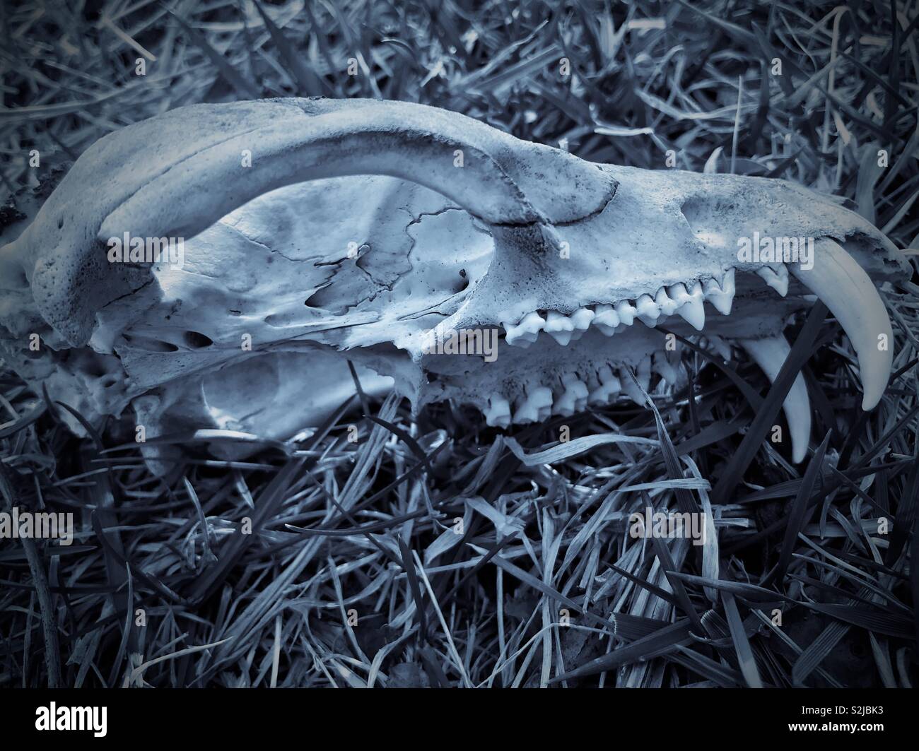 Bläuliche sepia getont Foto von Jugendlichen coyote Schädel im Hof gefunden - Smartphone-aufgenommenes Stockfoto