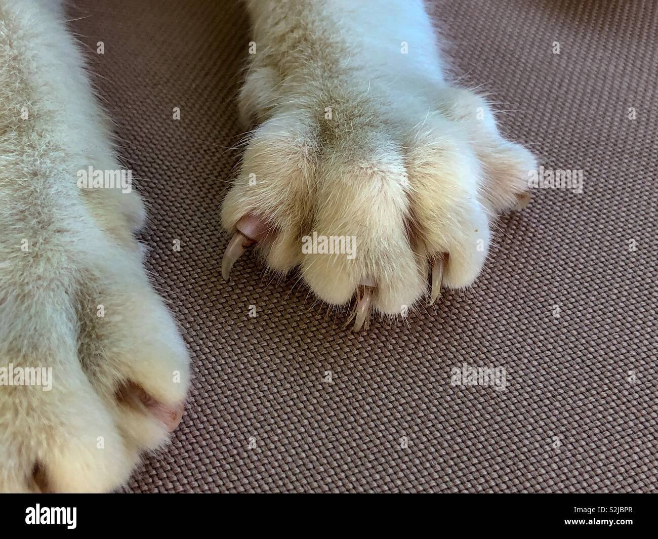 Katze die Pfoten mit erweiterter Krallen Stockfoto