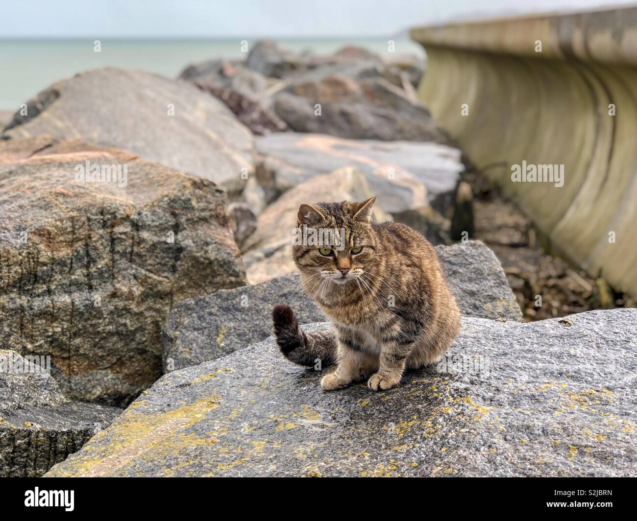 Eine Tabby-katze Erholung am Meer Abwehr in Torcross in Slapton Sands, South Devon. Stockfoto