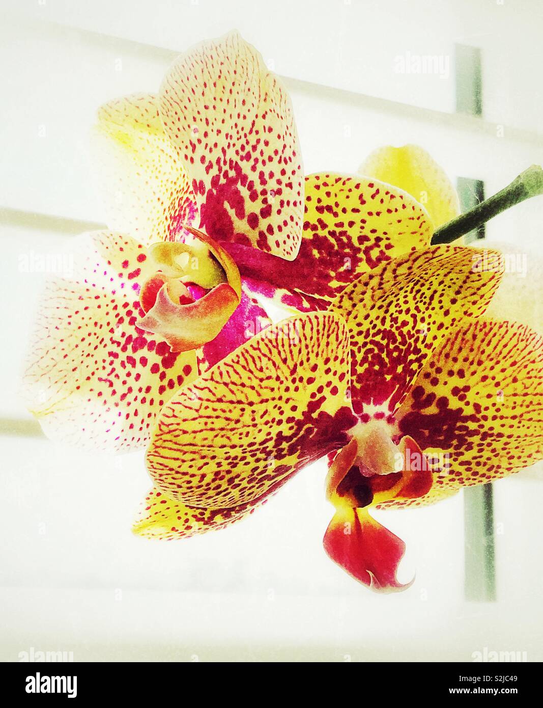 Gelb und Pink Orchid Blume blüht mit Fenster Tageslicht als Hintergrund - Smartphone-aufgenommenes Stockfoto