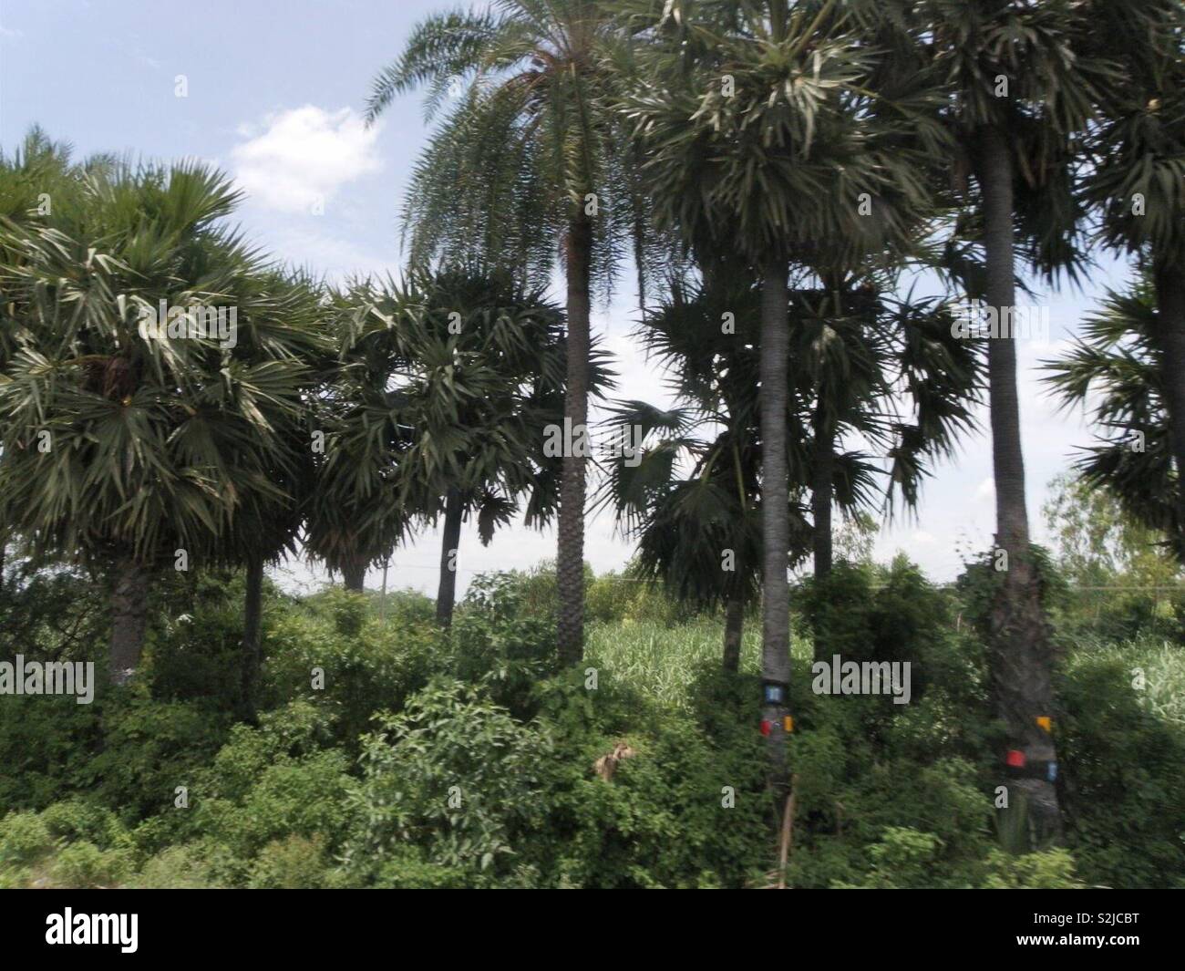 Tropische Bäume in der indischen Landschaft Stockfoto