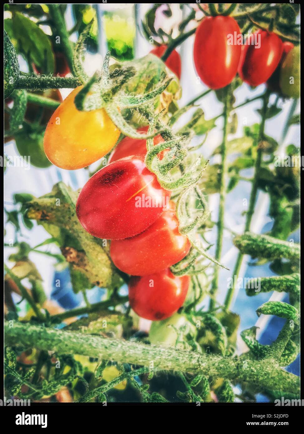 Tomaten reifen am Weinstock. Stockfoto