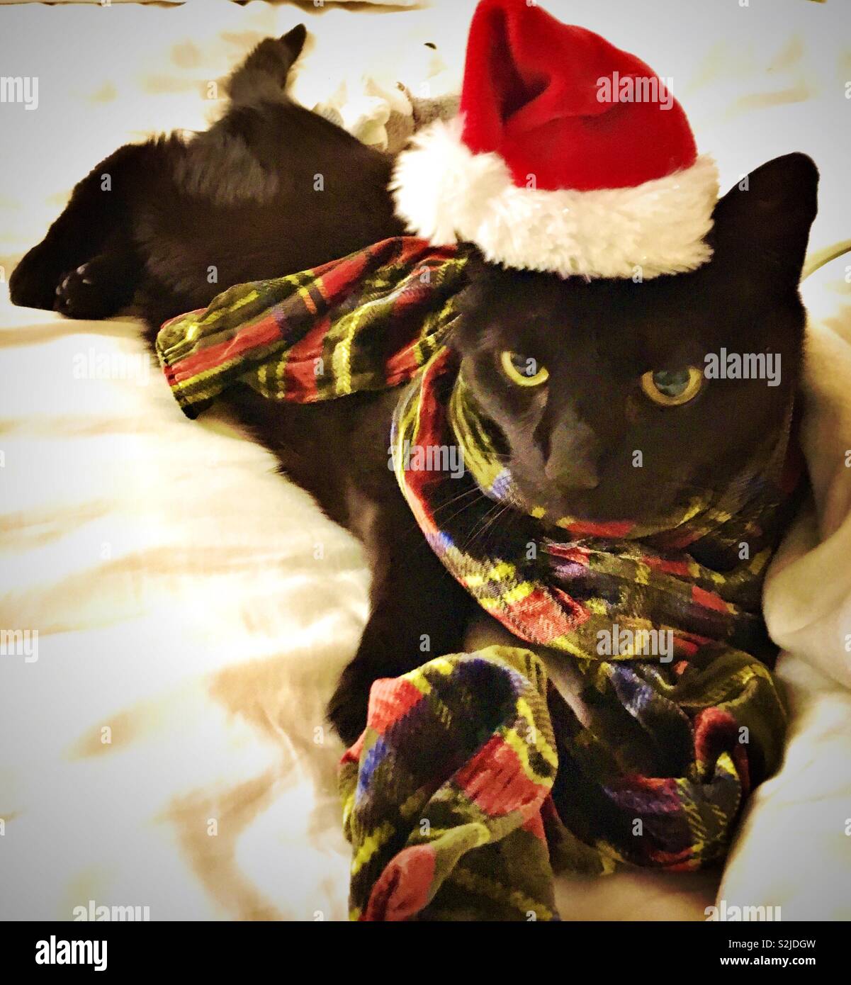 Katze trägt einen Schal und Santa hat - Smartphone-aufgenommenes Stockfoto