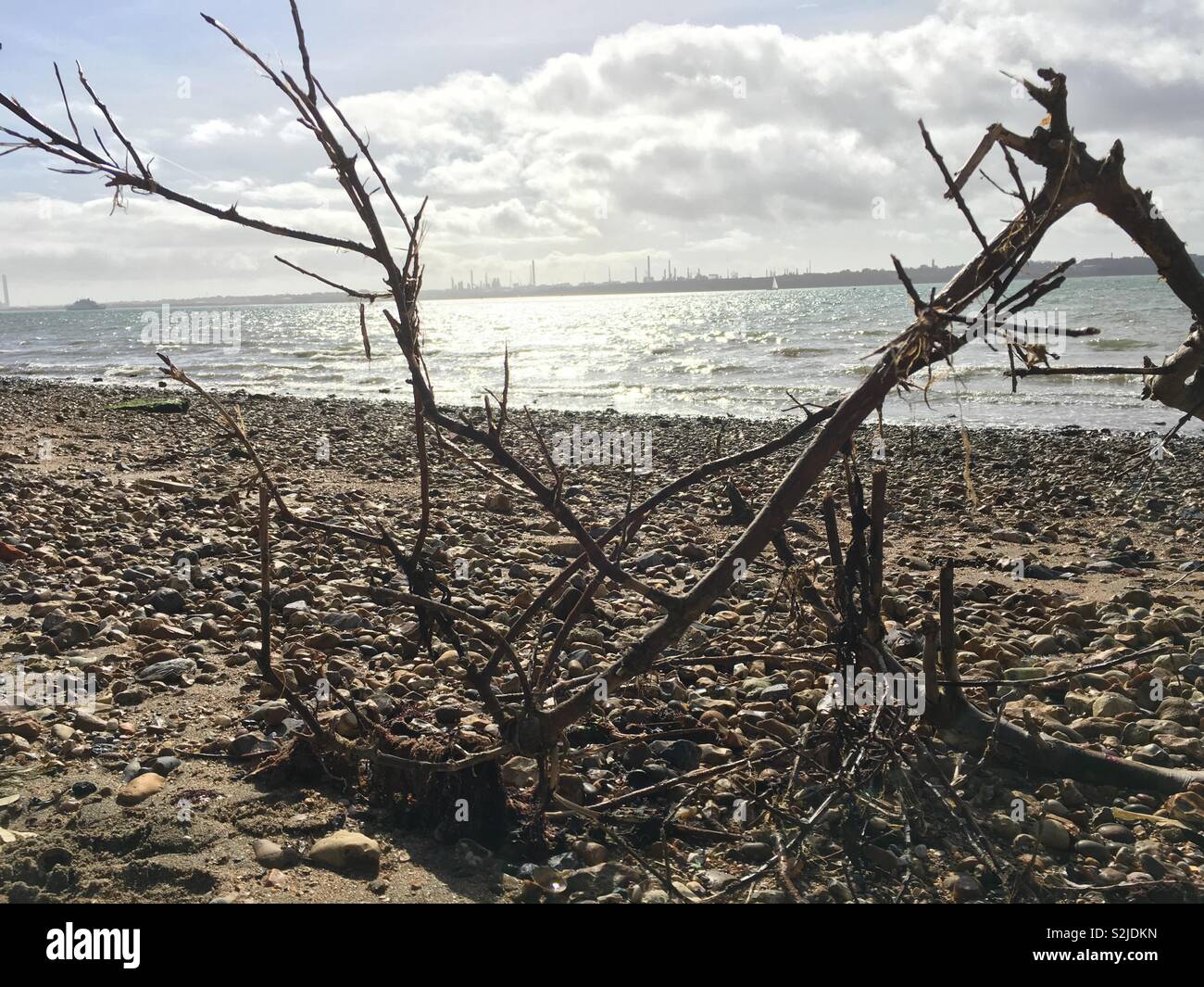 Drift Holz auf einem Strand auf Weston ufer Southampton, Großbritannien Stockfoto