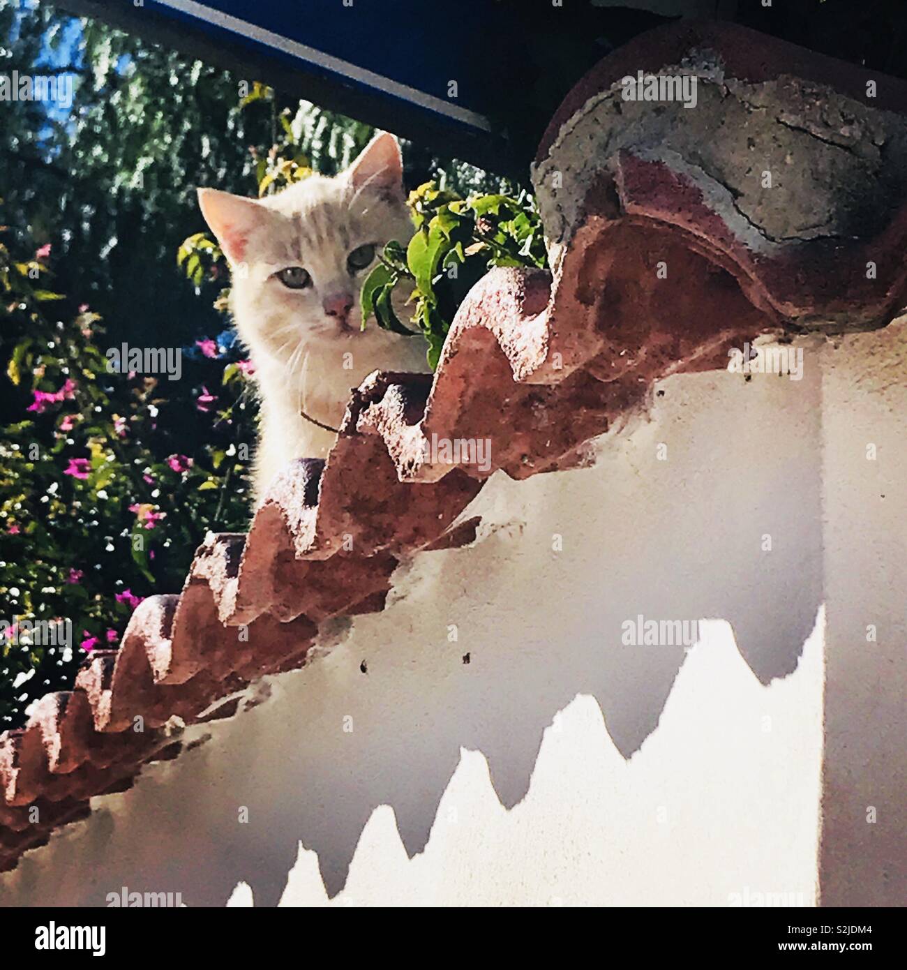 San Leone Katze, 2017 Stockfoto