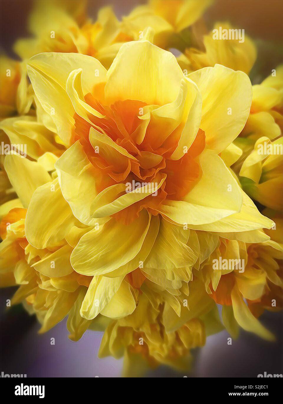 Feder Narzisse. Atemberaubende gelbe Blume als mit einem iPhone fotografiert und mit Prisma bearbeitet werden. Petalen sind zart und schön in eine Vase. St. David's Day - Smartphone-aufgenommenes Stockfoto