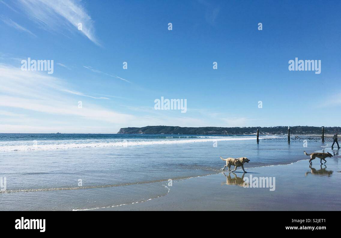 Coronado Island Hund Strand Stockfoto