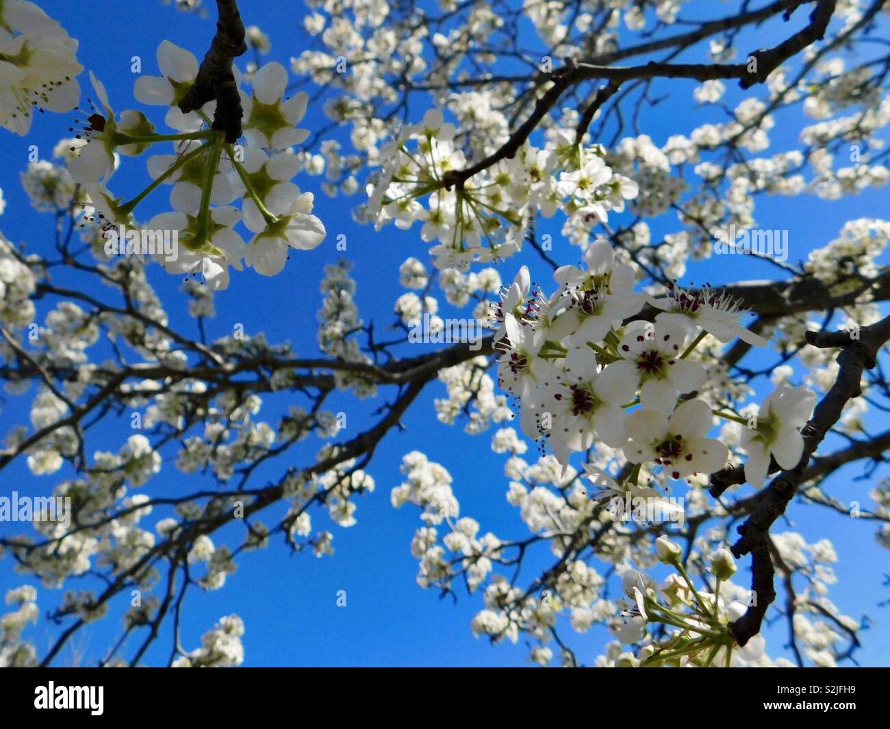 Blühender Baum gegen den klaren blauen Himmel auf sunshine Tag Stockfoto