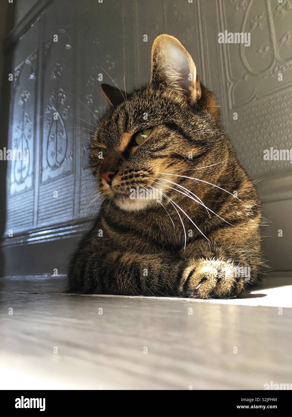 Schläfrige Katze, die die Sonne durch das Fenster genießt: Phillip Roberts Stockfoto