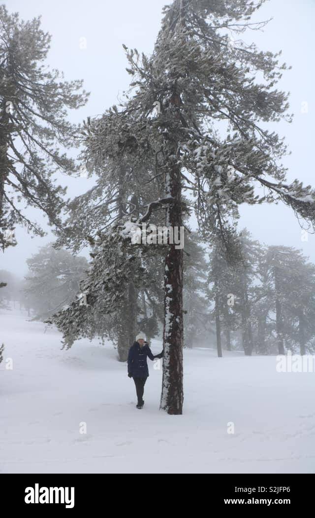 Troodos-Gebirge, Zypern Stockfoto