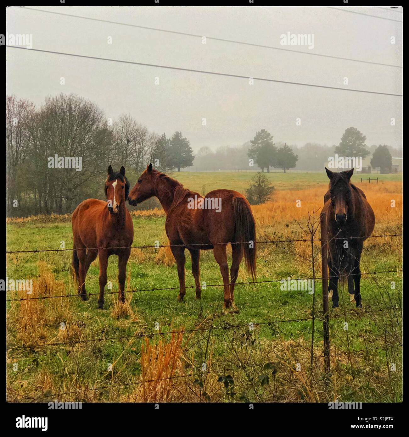 Pferde auf einer Wiese an einem nebligen Tag Stockfoto