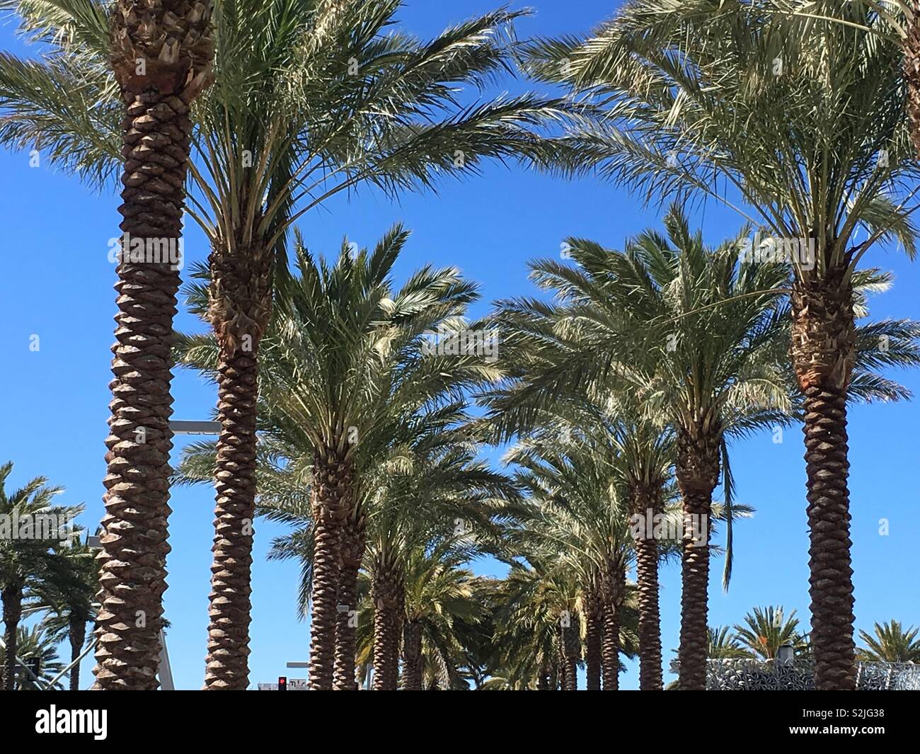 Palmen südliche Kalifornien Stockfoto