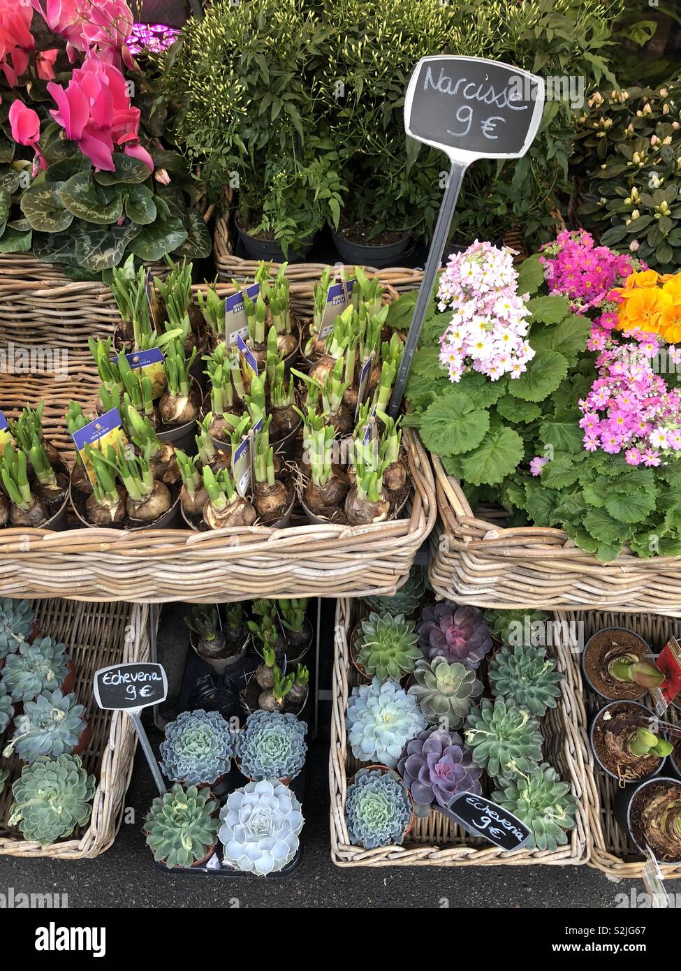 Blumen und Pflanzen zum Verkauf an einen Blumenladen in Paris, Frankreich Stockfoto