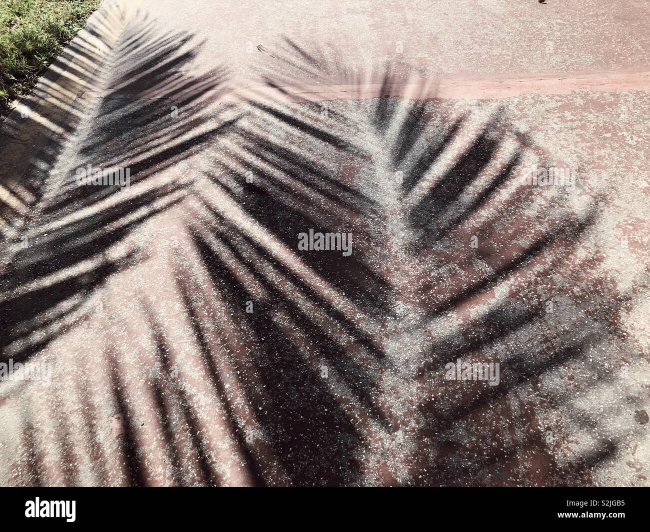 In der Palm Schatten Stockfoto