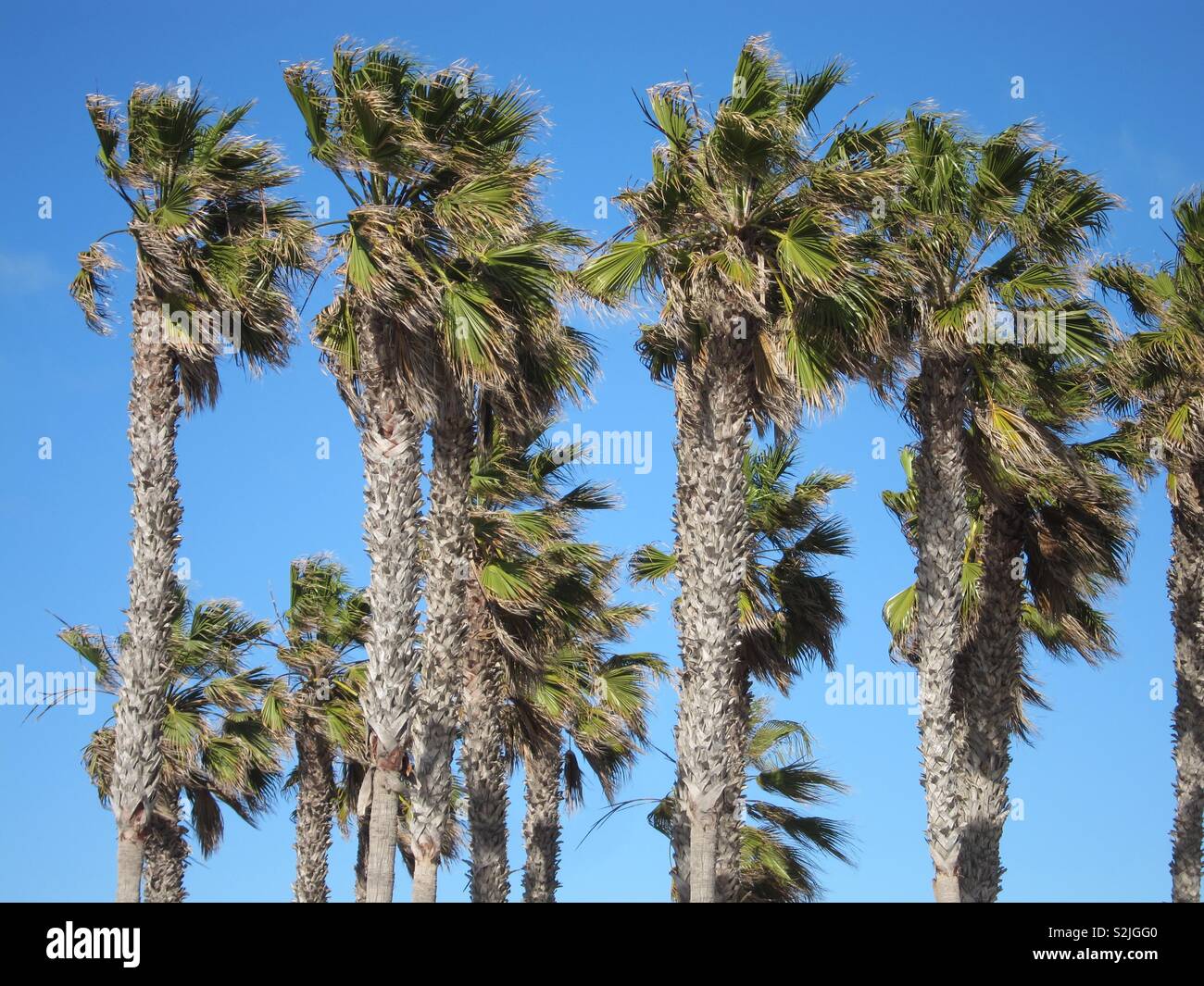 Palmen Kalifornien Stockfoto