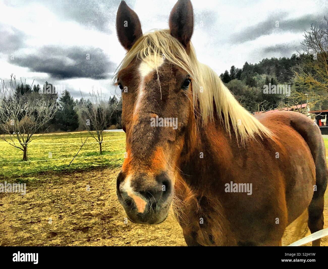 Braune Pferd Stockfoto