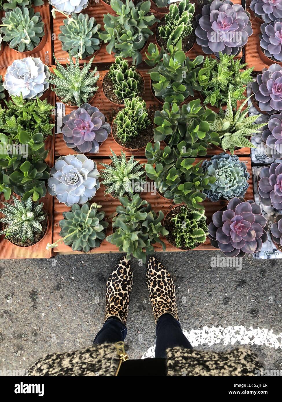 Eine Frau mit Leopard Stiefel steht vor einem großen Tablett von sukkulenten Pflanzen, von oben gesehen - Smartphone-aufgenommenes Stockfoto
