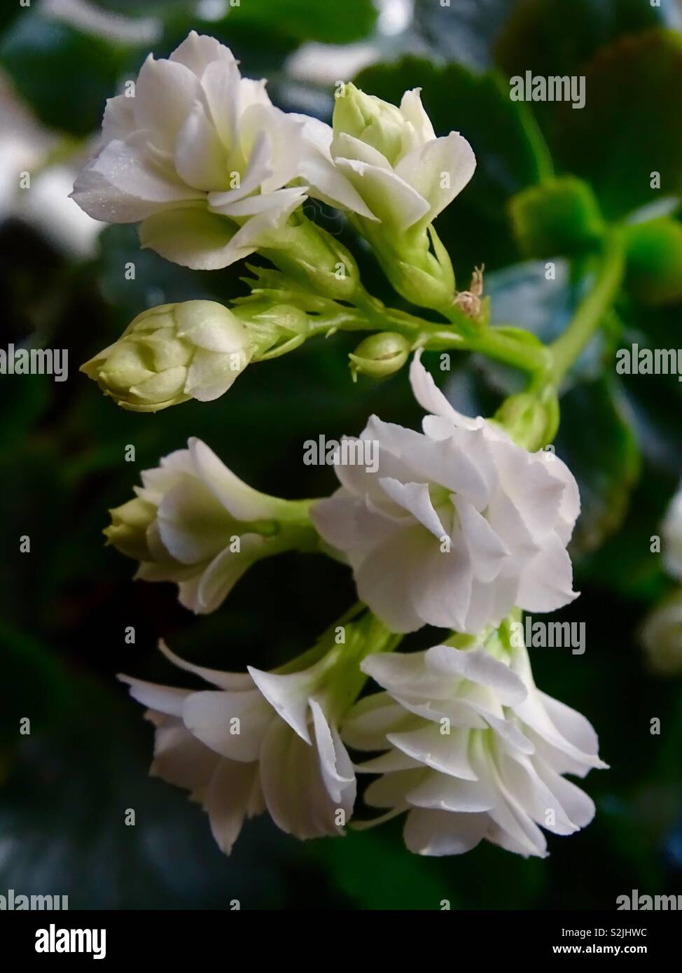 Schöne weiße Blüten im Schatten Stockfoto