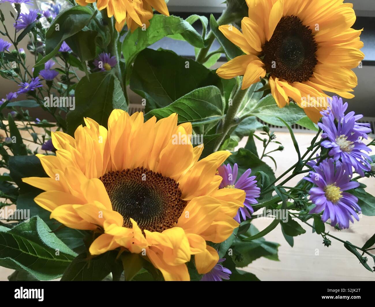 Die Sonnenblumen dekorative Muster. Stockfoto