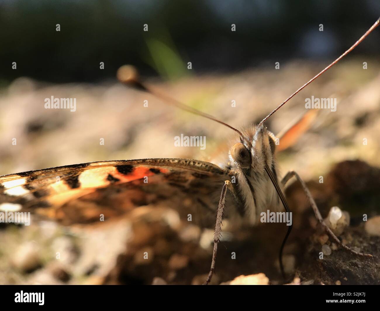 Die bemalte Lady (aka Cosmopolitan) Schmetterling wird gezeigt auf dem Boden ruht während der März Migration in Südkalifornien. Das Makro Fokus wird auf die vordere Kante eines Flügels, Augen und oberen Rüssel. - Smartphone-aufgenommenes Stockfoto
