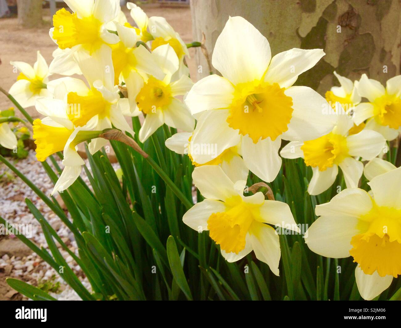 Wilden Narzisse (Narcissus pseudonarcissus) Pflanzen auf Blume Stockfoto