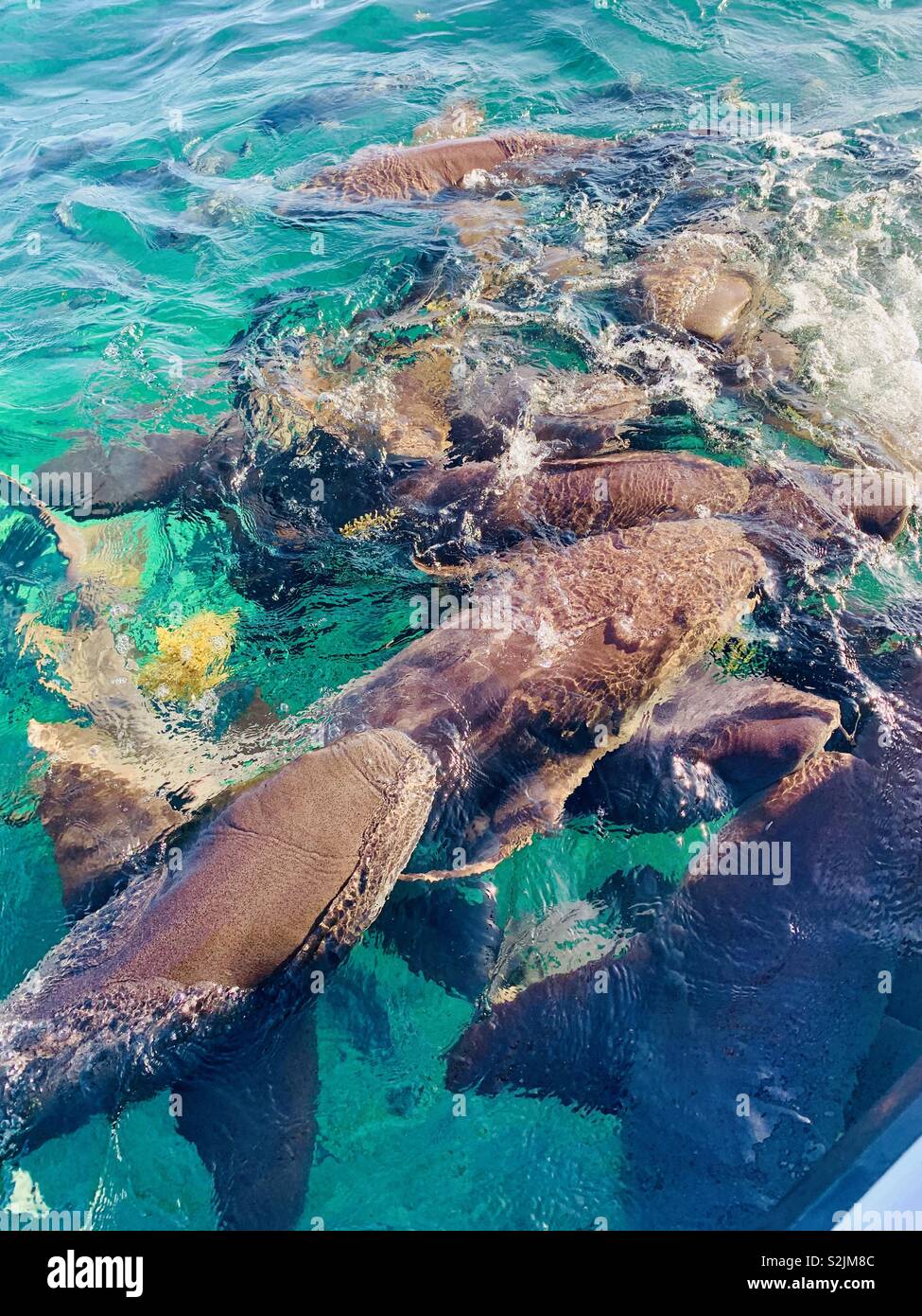 Ammenhaie vor der Küste von Ambergris Caye Stockfoto