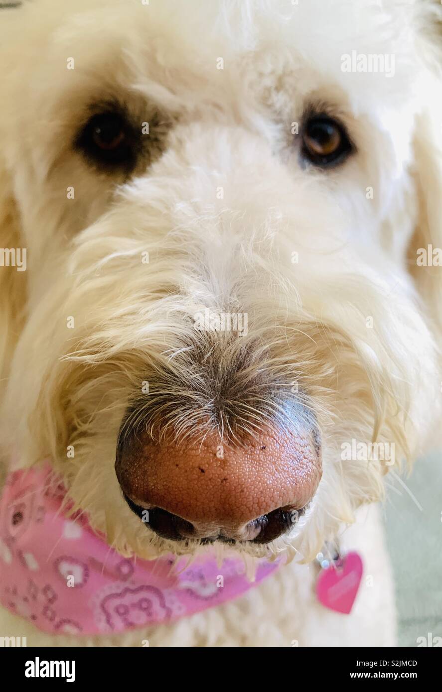 Eine Nahaufnahme von einem weißen labradoodle Hund. - Smartphone-aufgenommenes Stockfoto