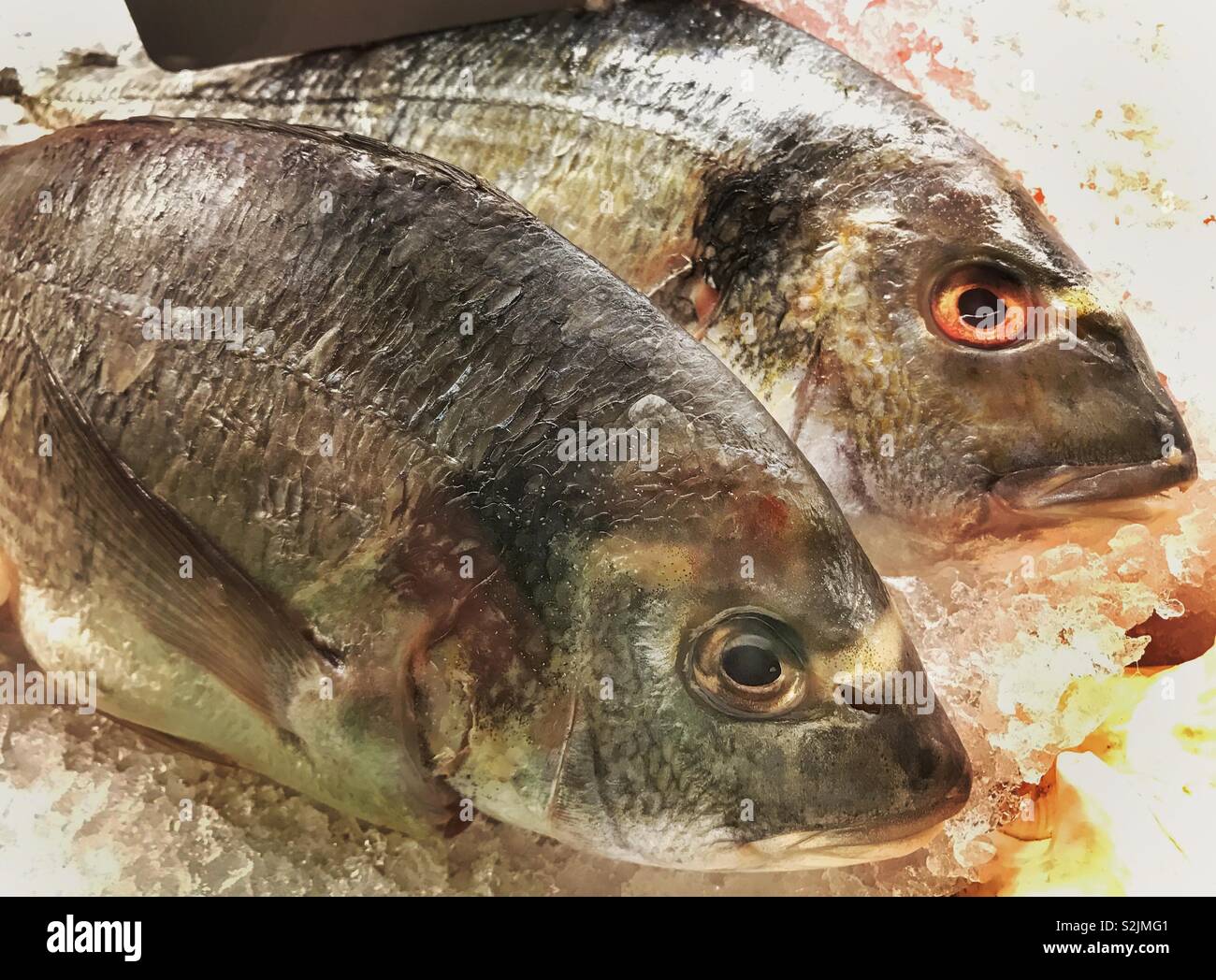 Frische Meeräschen auf Eis - Smartphone-aufgenommenes Stockfoto