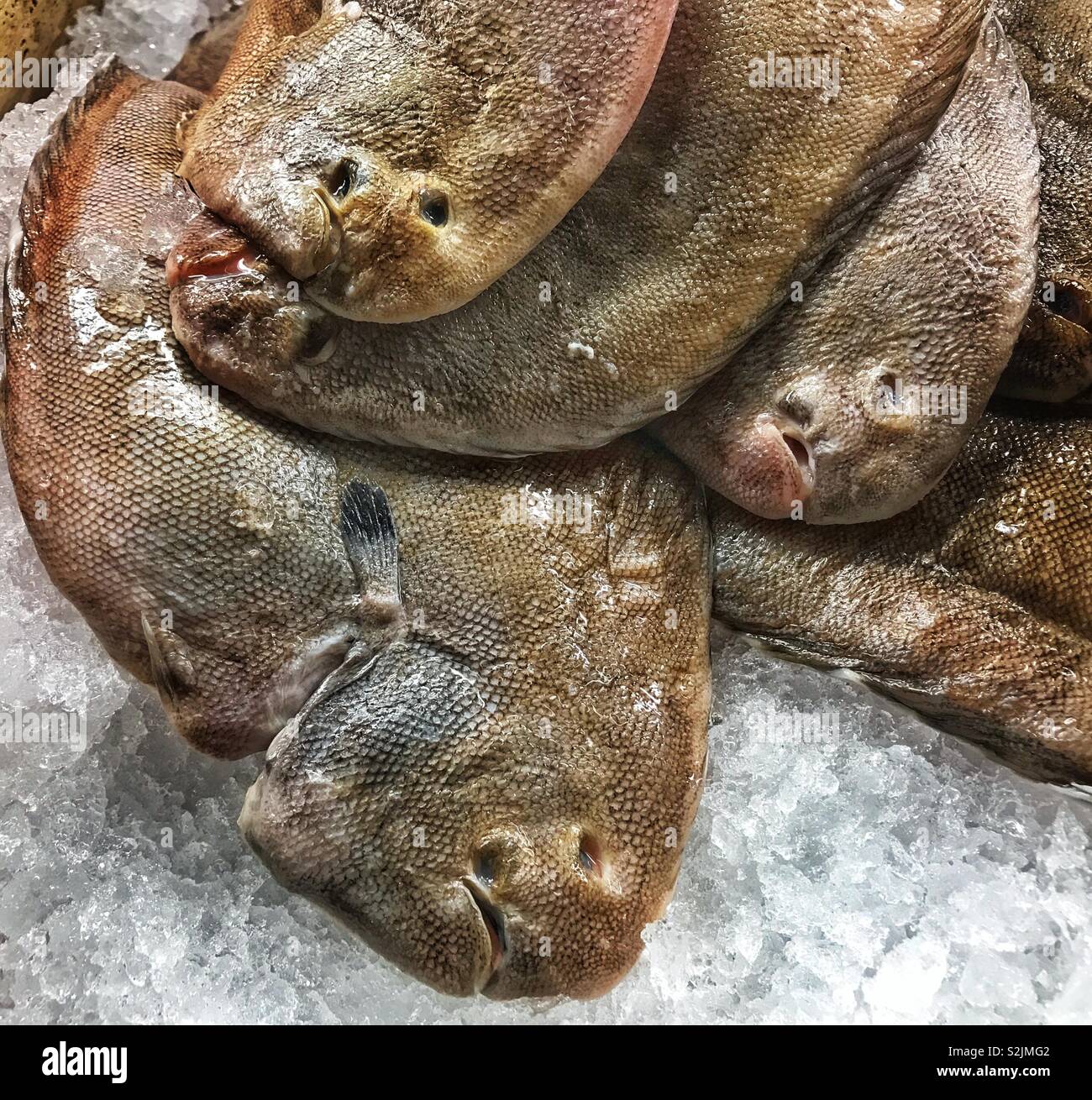 Frische Seezunge Fisch auf Eis - Smartphone-aufgenommenes Stockfoto