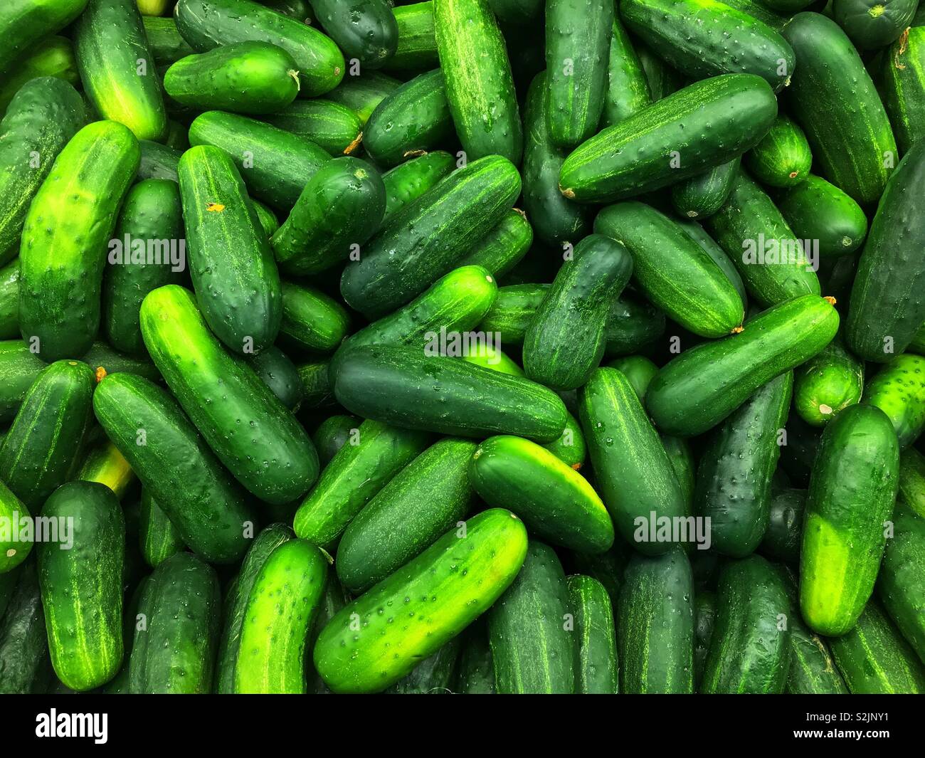 Batch von frischem Grün Pickles für Verkauf an den lokalen Anbieter produzieren bereit. Stockfoto