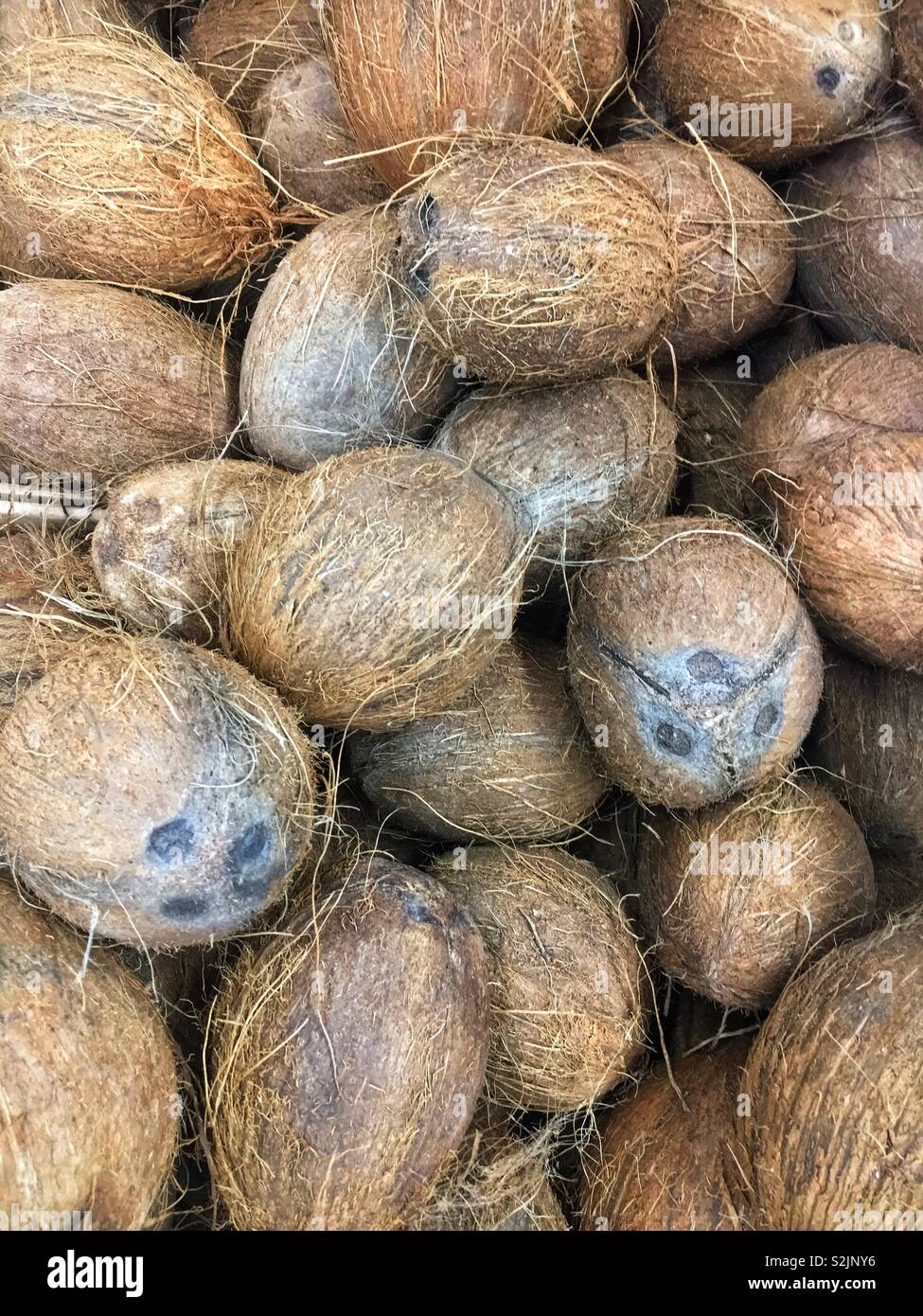 Stapel der frische Kokosnüsse auf dem Display und zum Verkauf an die lokale Anbieter produzieren. Stockfoto