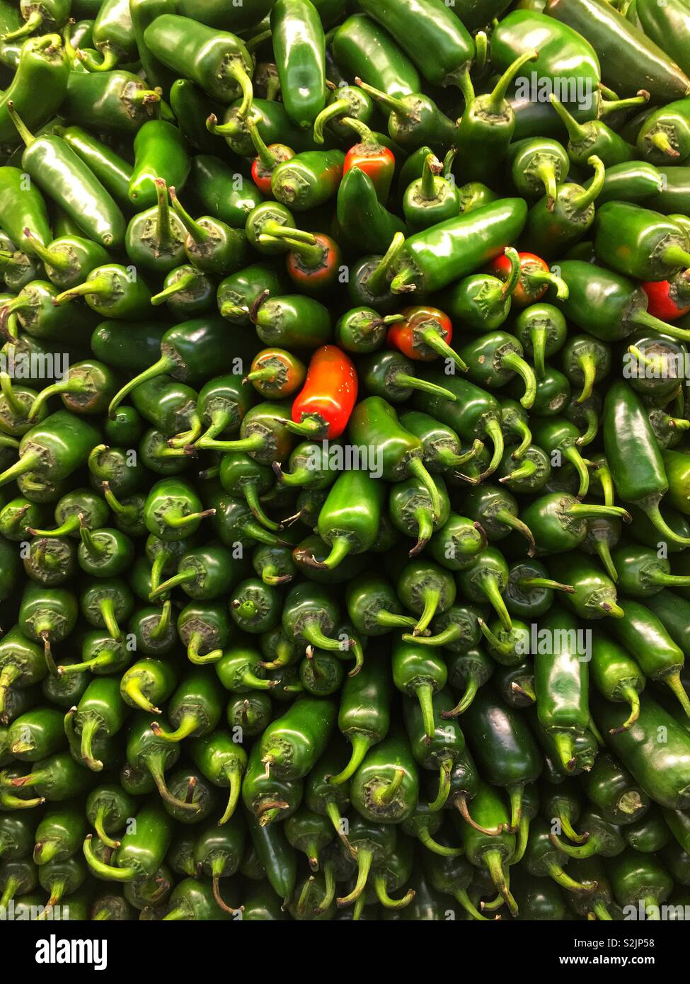 Frische grüne jalapeño Paprika mit ein einsames Rotes auf Display und zum Verkauf an die lokale Anbieter produzieren. Stockfoto
