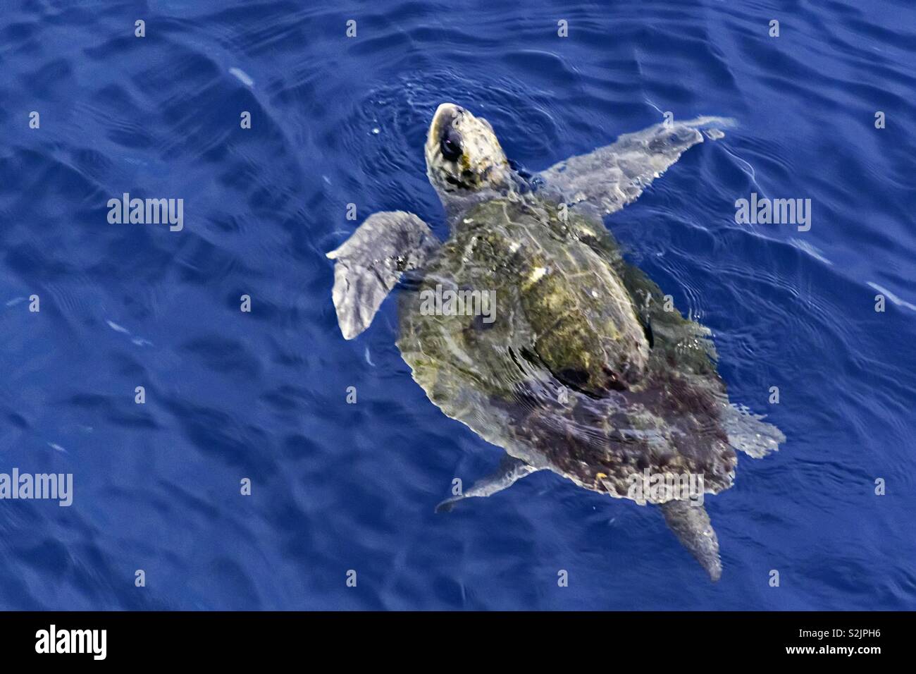 Meeresschildkröte schwimmen im Meer Wasser Oberfläche Stockfoto