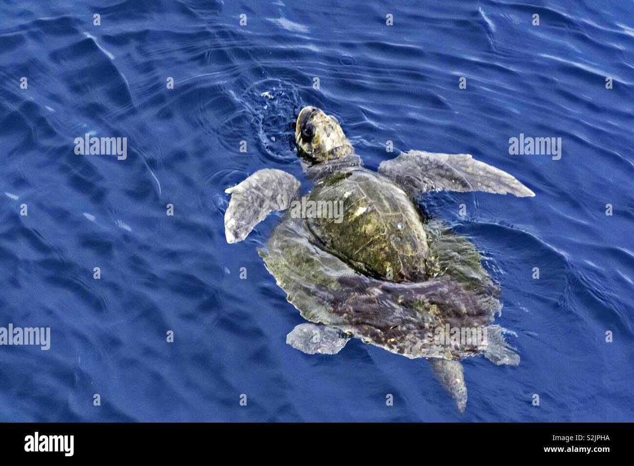 Meeresschildkröte schwimmen im Meer Wasser Oberfläche Stockfoto